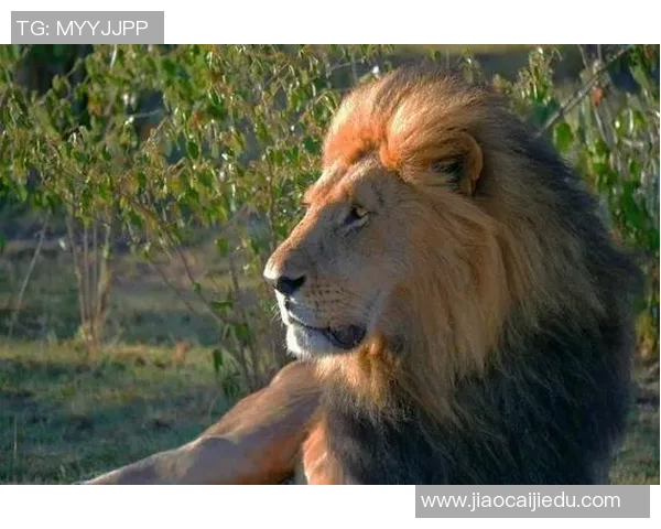 皮特与豹的惊险对决视频揭示了动物王国的生存法则与智慧较量